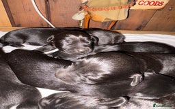 Labrador Retriever dogs for sale: Beautiful kennel club pups with impressive lines - Image 2