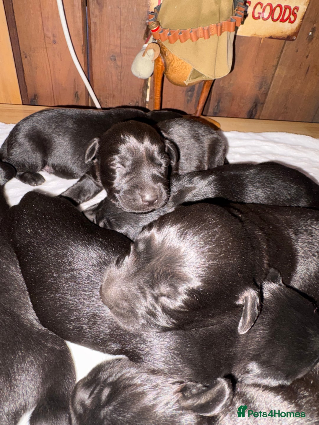 Labrador Retriever dogs for sale: Beautiful kennel club pups with impressive lines - Image 2
