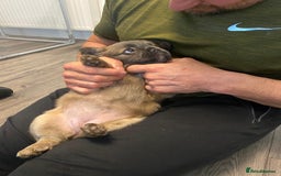 French Bulldog dogs for sale: Fluffy French Bulldog Puppies FOR SALE -  - Image 4