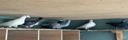 Pigeons birds for sale: Pigeons  - Advert 4