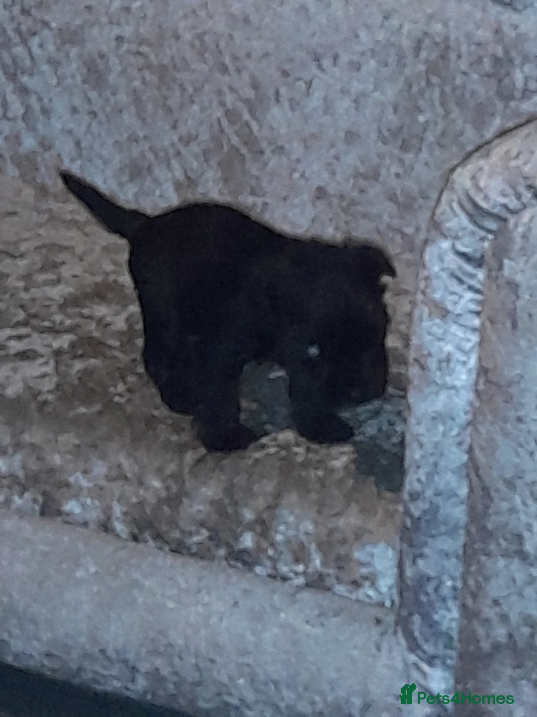 Mixed Breed dogs for sale: Snorkie pups - Advert 4