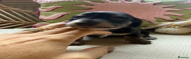 Miniature Dachshund 3 Metallica