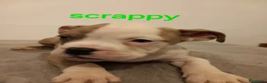 scrappy 