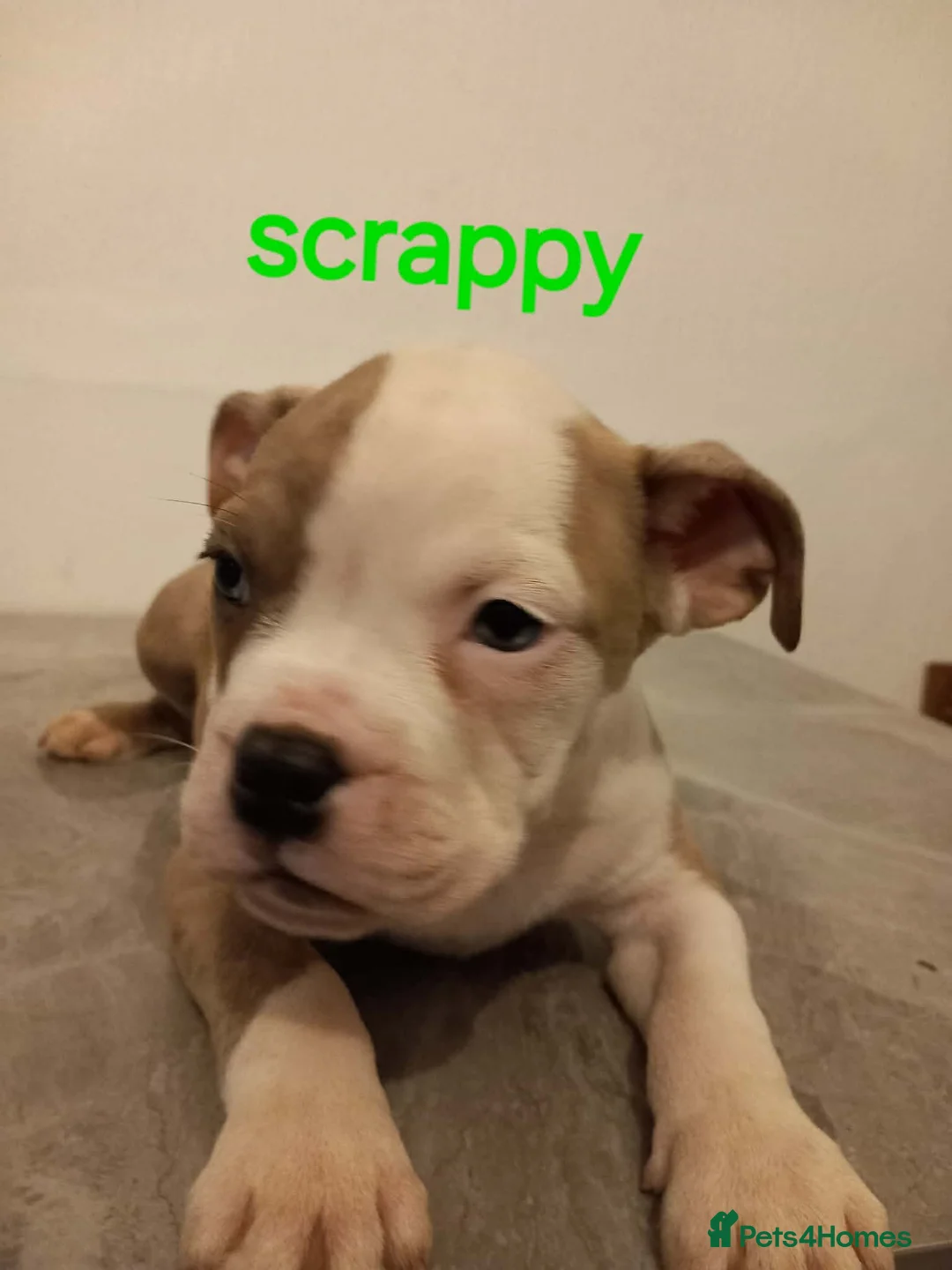 Mixed Breed dogs for sale: staffy cross old tyme bulldog pups  in Maesteg - Advert 6