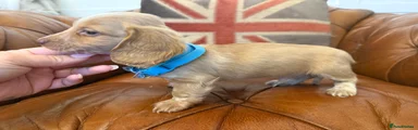 Miniature Dachshund Puppy 4