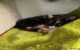 Domestic Shorthair cats for sale: Frankie  - Advert 4