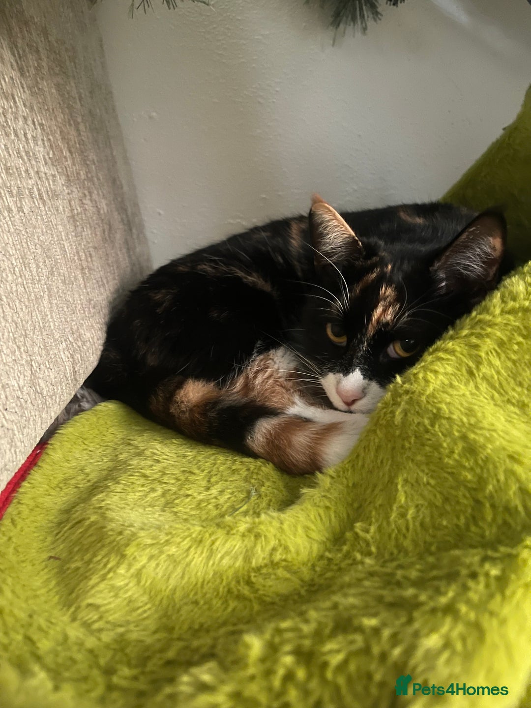 Domestic Shorthair cats for sale: Frankie  - Advert 4