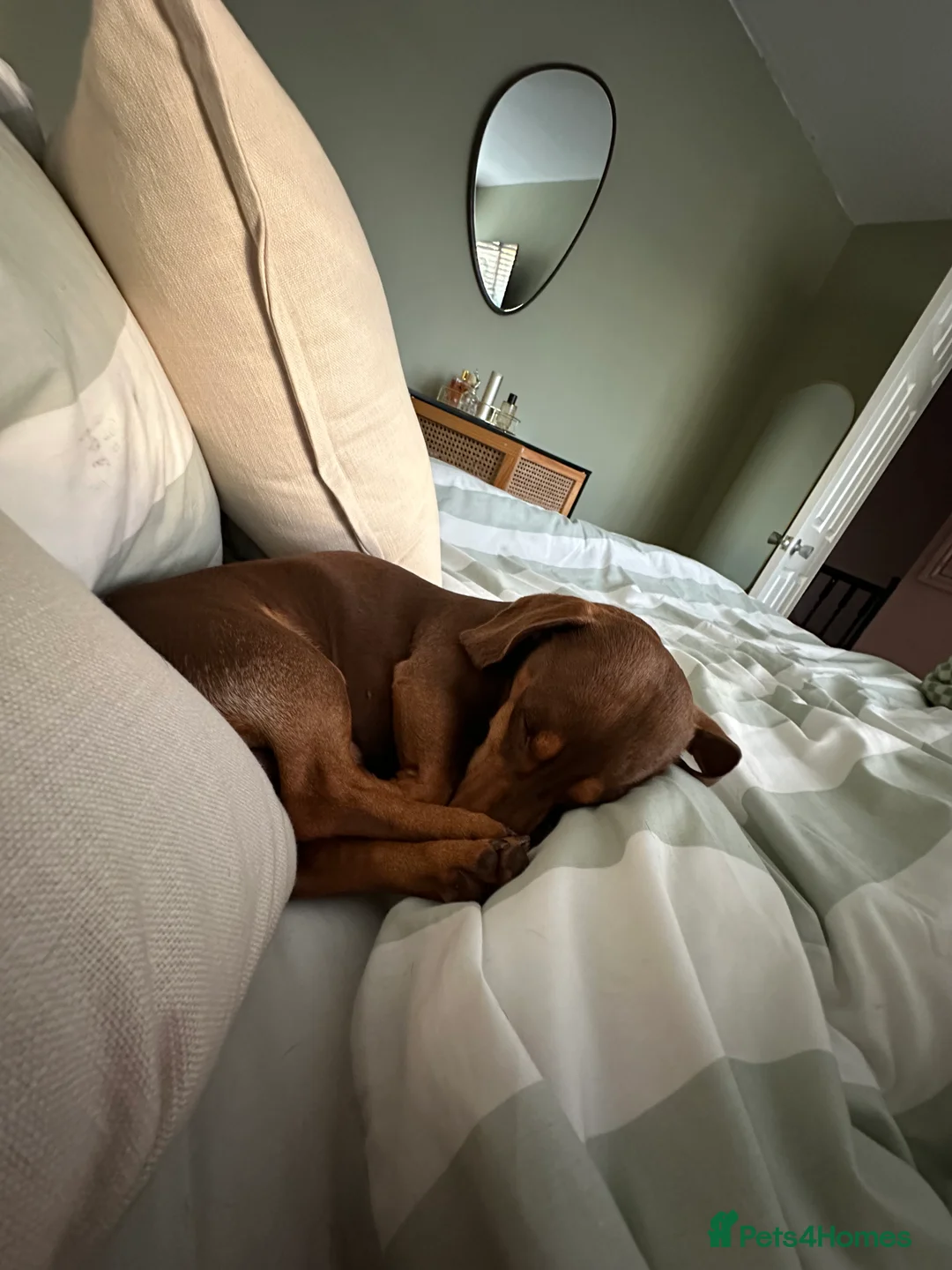 Miniature Dachshund dogs for sale: 3 year old Arlo - Advert 4