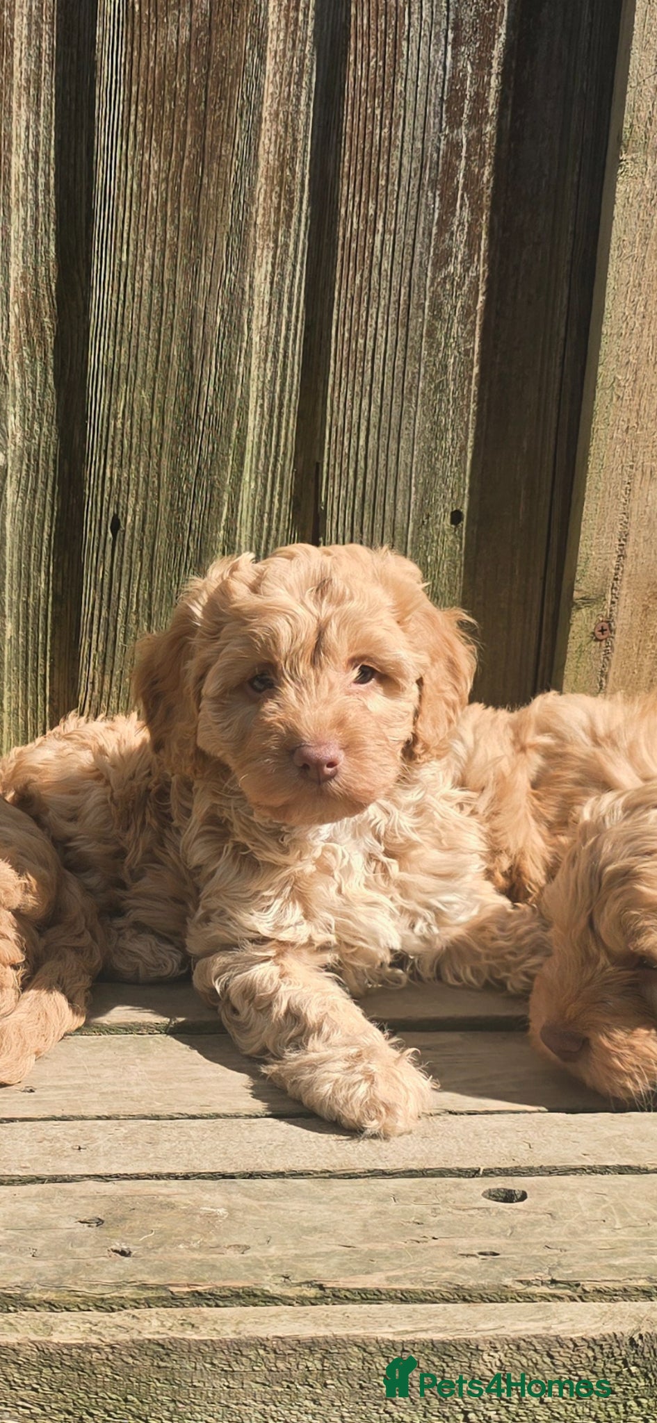 Cockapoo dogs Cockapoo girl - Advert 16