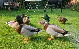 Ducks poultry for sale: Two call drakes (male call ducks) - Image 4