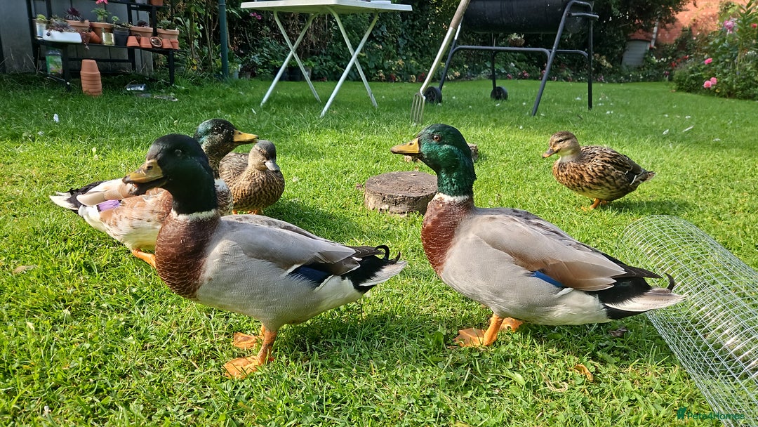 Ducks poultry for sale: Two call drakes (male call ducks) - Image 4