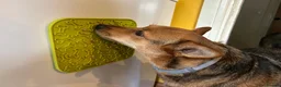 Mixed Breed dogs for adoption: ❤️ MINNIE-2-year-old low-medium girl  - Advert 10