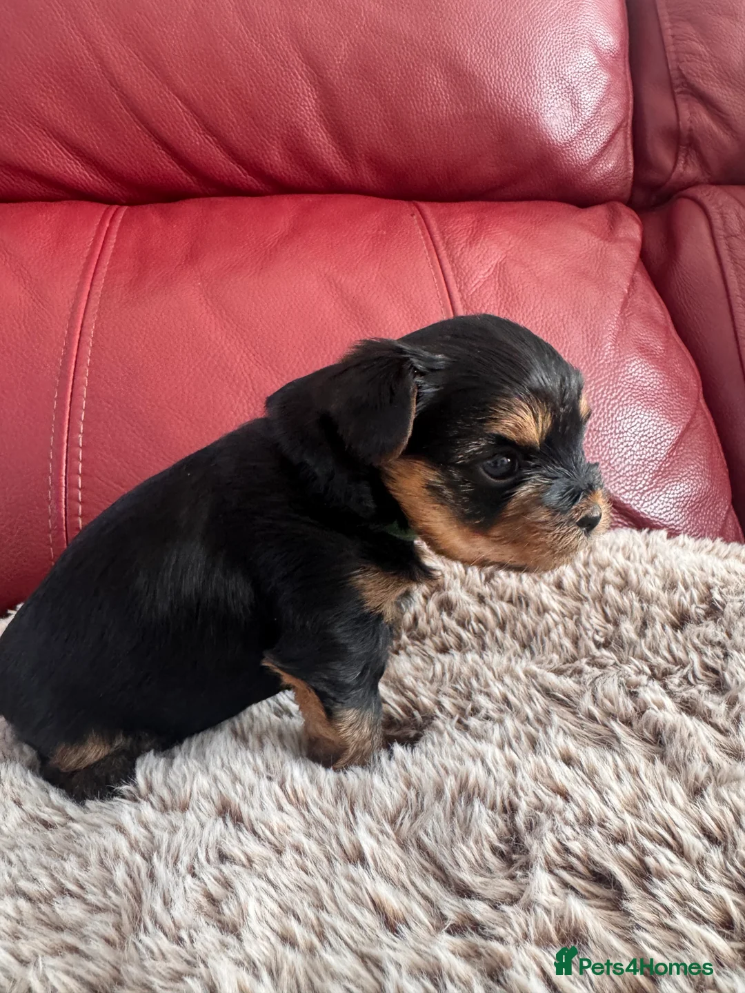 Yorkshire Terrier dogs for sale: yorksire terrier boys - Advert 2