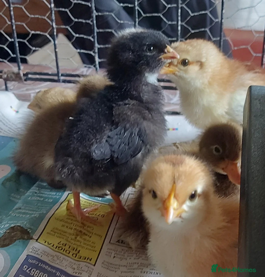 Mixed Breed poultry for sale: Mixed chicks and runner ducklings unsexed - Advert 2