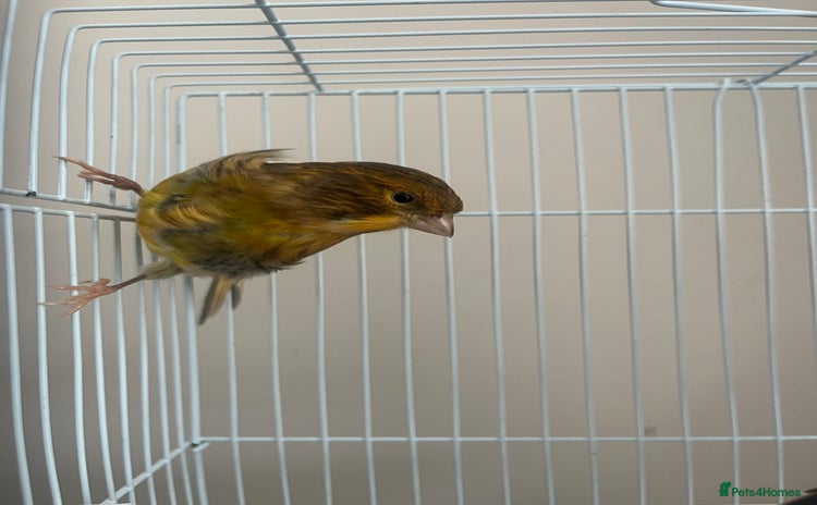 Canaries birds - Advert 1
