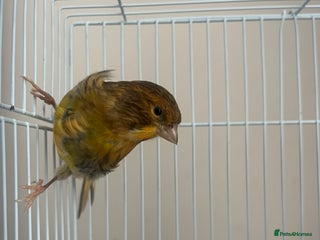 Canaries birds - Advert 8