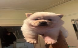 Chow Chow dogs for sale: Chow chow - Image 1