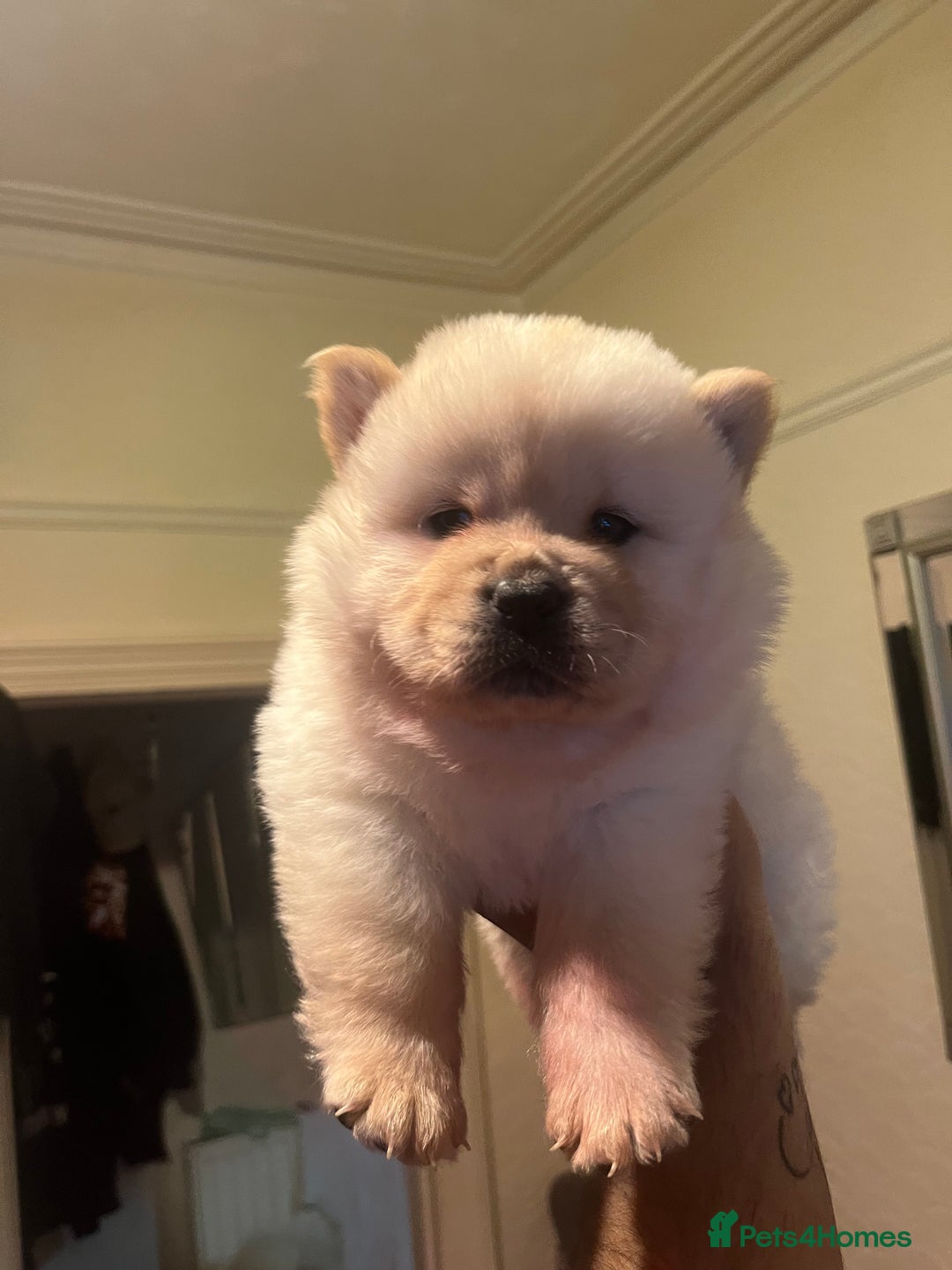 Chow Chow dogs for sale: Chow chow - Image 1