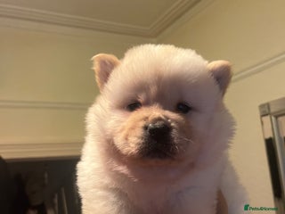 Chow Chow dogs - Advert 36