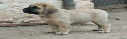 Mastiff dogs for sale: Mastiff puppies  in Galashiels - Advert 6