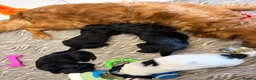 Cavapoo dogs for sale: 🐾💕STUNNING CAVAPOOS 💕🐾 - Advert 12