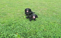 Cocker Spaniel dogs for sale: 3 boys left - Outstanding working cocker spaniels - Image 30