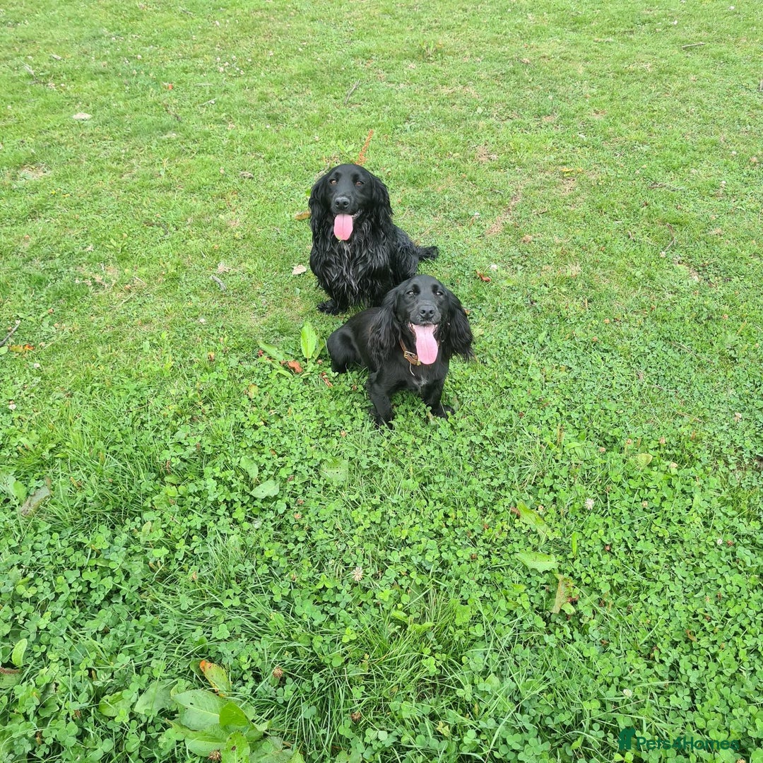 Cocker Spaniel dogs for sale: 3 boys left - Outstanding working cocker spaniels - Image 30