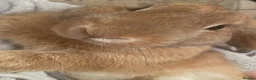 English Lop rabbits for sale: FREE TO GOOD HOME Lop rabbits  - Advert 3