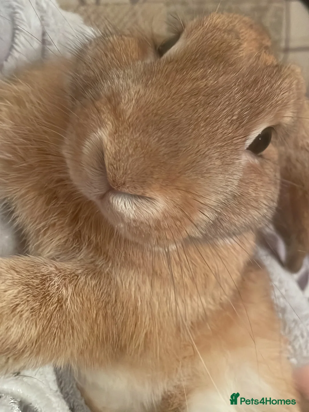 English Lop rabbits for sale: FREE TO GOOD HOME Lop rabbits  - Advert 3