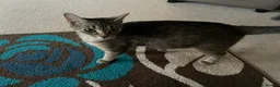 American Shorthair cats for sale: 3 adorable kittens looking for a loving home  - Advert 9