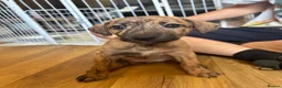 Lurcher dogs for sale: Lurcher pups  - Advert 11