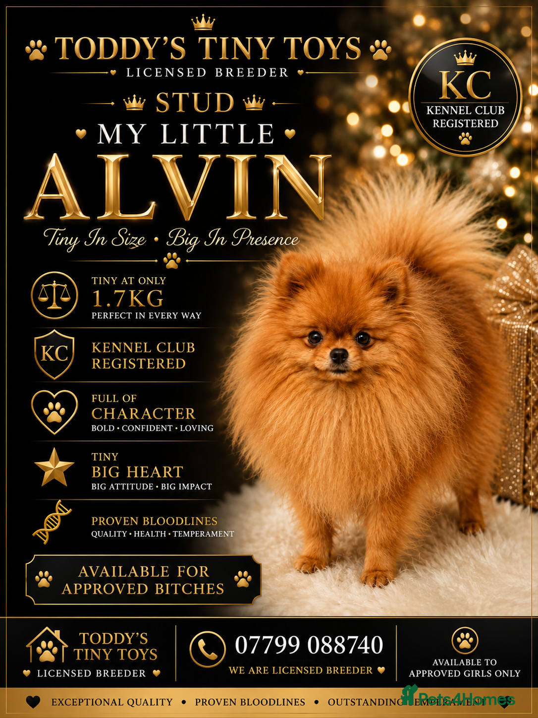 Pomeranian dogs incredible deep orange stud boy - Advert 10