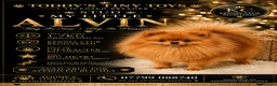 Pomeranian dogs for stud: incredible deep orange stud boy - Advert 2