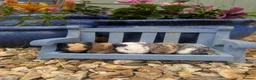 Guinea Pig rodents for sale: Lovely little teddies - Advert 3