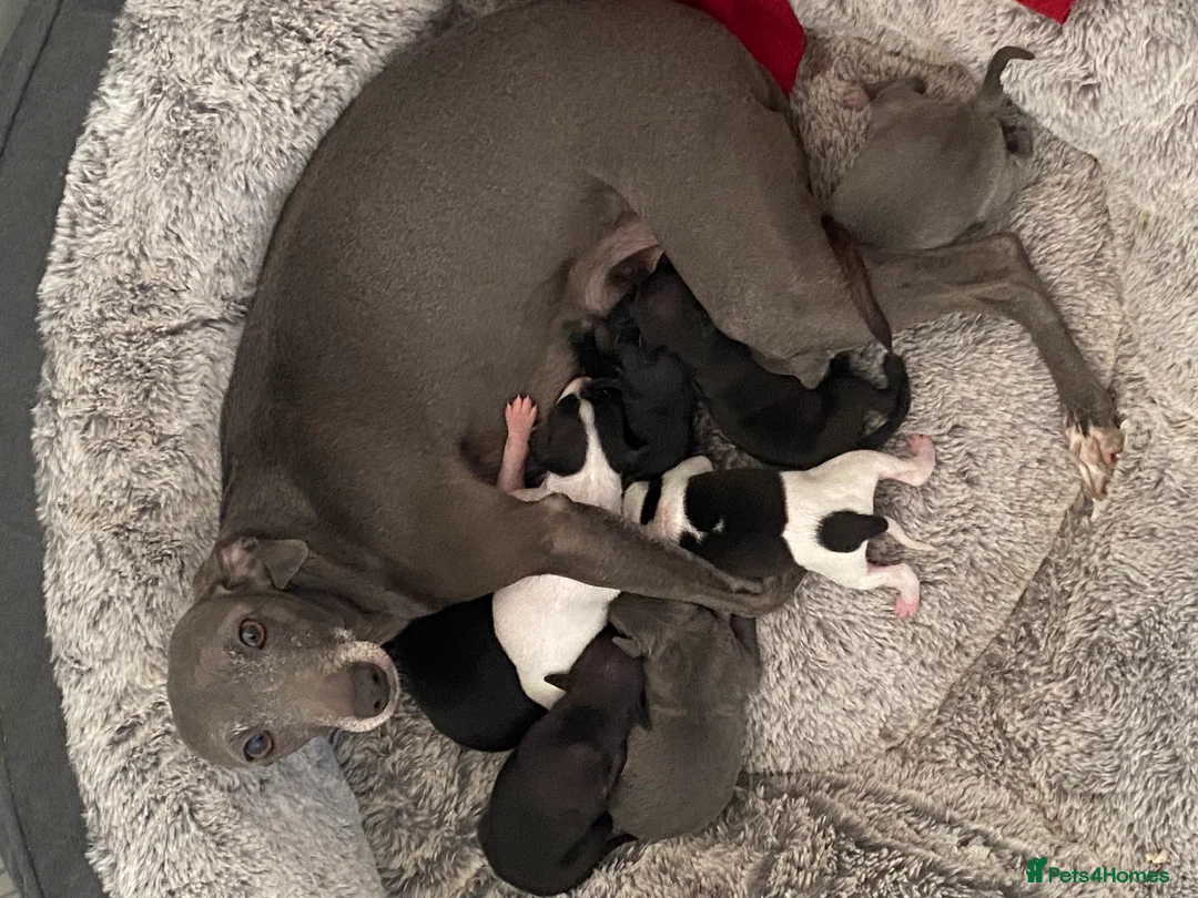 Italian Greyhound dogs for sale: Beautiful Italian Greyhound Puppies - Advert 28