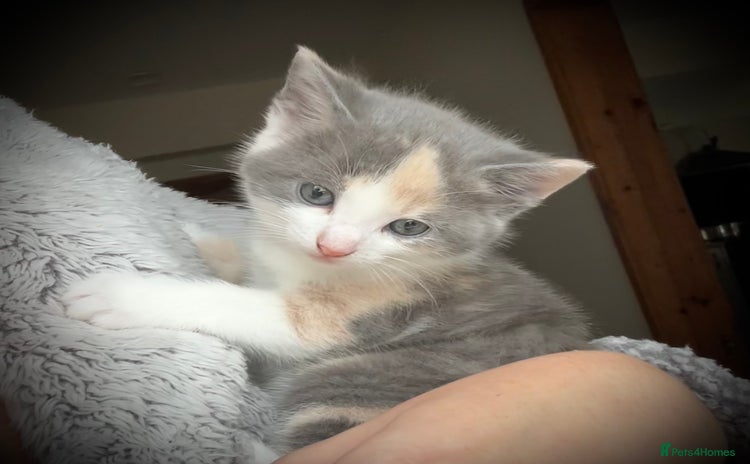 Mixed Breed cats for sale - Advert 1