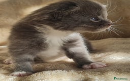 Maine Coon cats for sale: MAINE COONE KITTENS POLYDACTYL&NON POLYDACTYL   - Advert 27