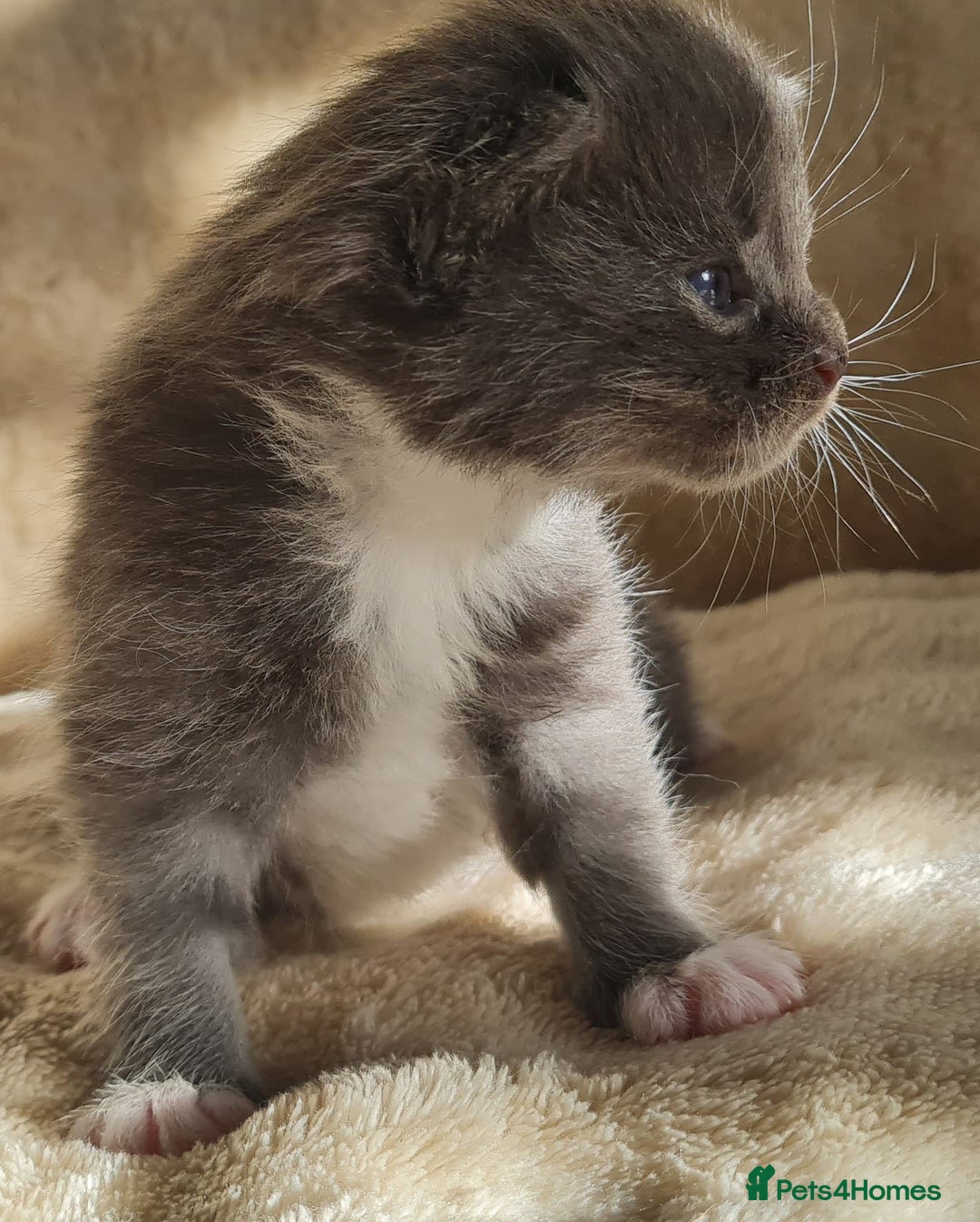 Maine Coon cats for sale: MAINE COONE KITTENS POLYDACTYL&NON POLYDACTYL   - Advert 27