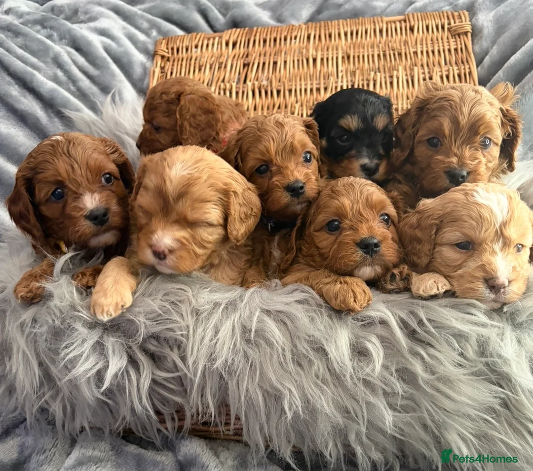 Cavapoo dogs for sale: EXTENSIVELY HEALTH TESTED F1?CAVAPOO BABIES  - Advert 2