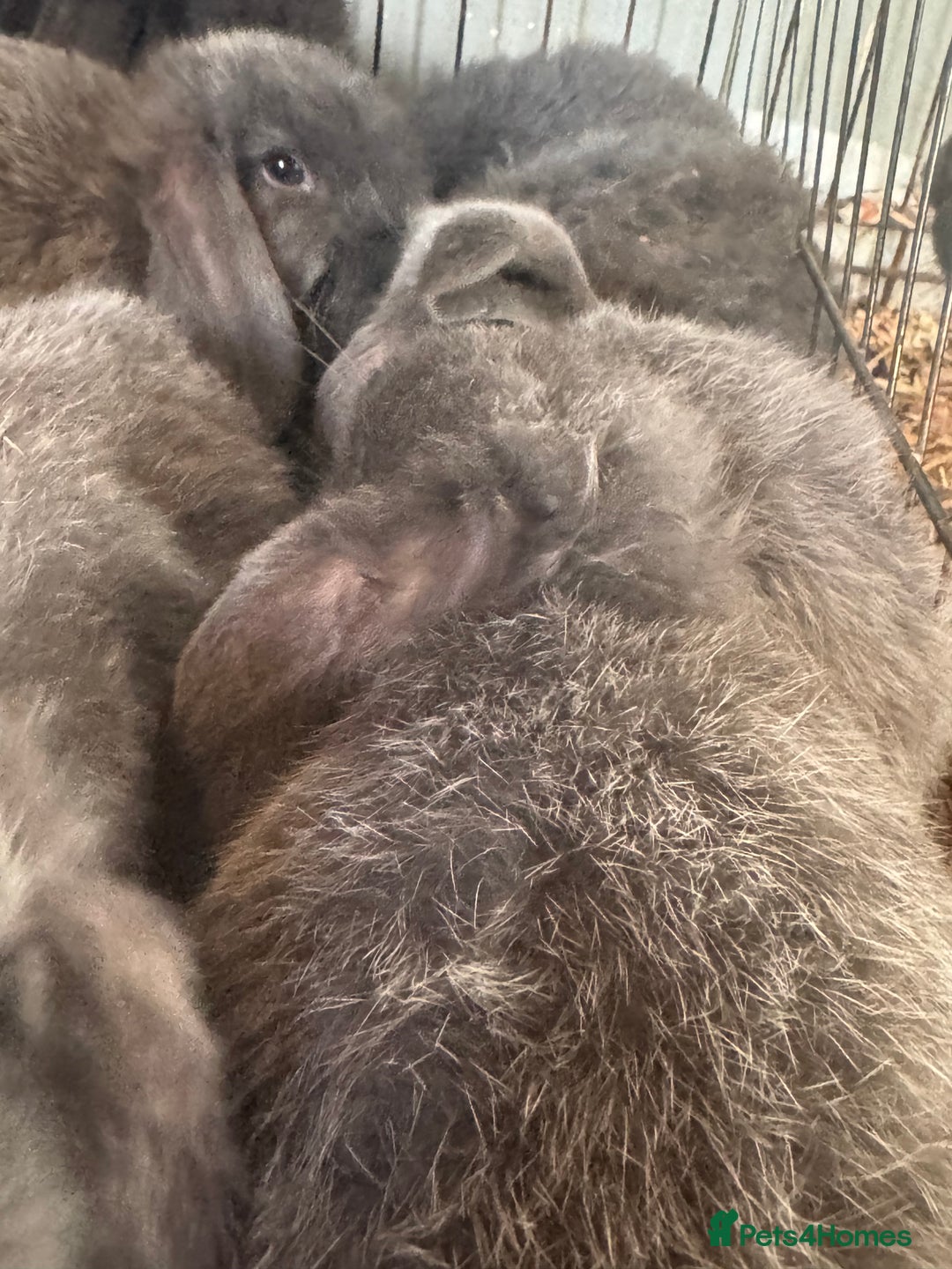 Mini Lop rabbits for sale: 3 mini lips  - Advert 1