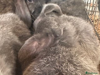 Mini Lop rabbits 3 mini lips - Advert 5