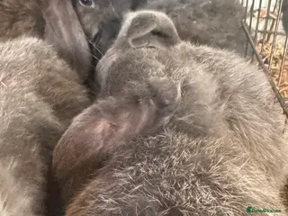 Mini Lop rabbits 3 mini lips - Advert 14