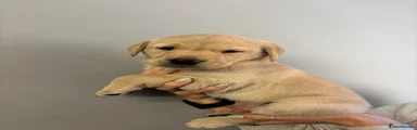 Labrador Retriever Puppy 3