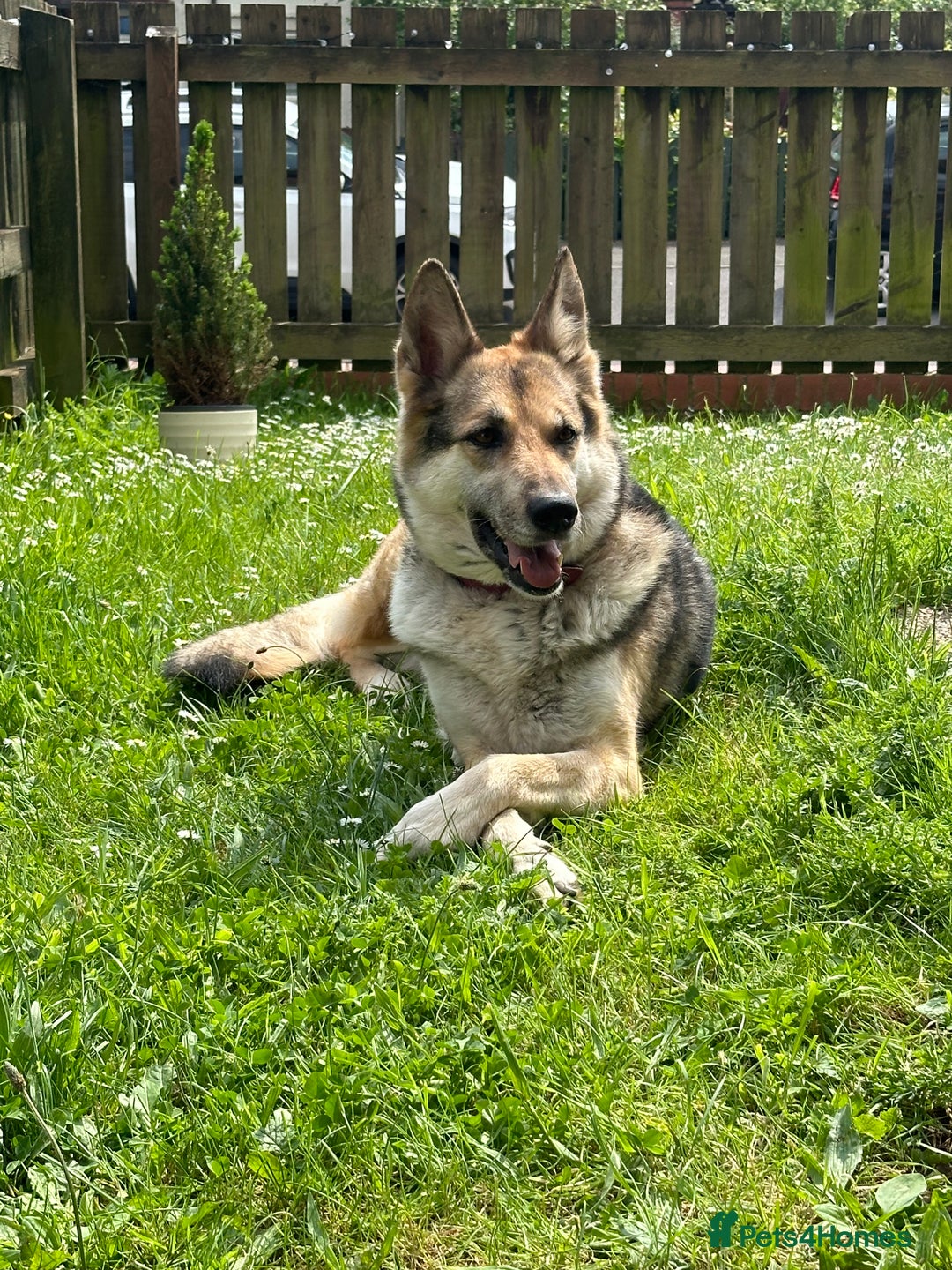 Mixed Breed dogs for sale: Gorgeous pups  - Advert 5