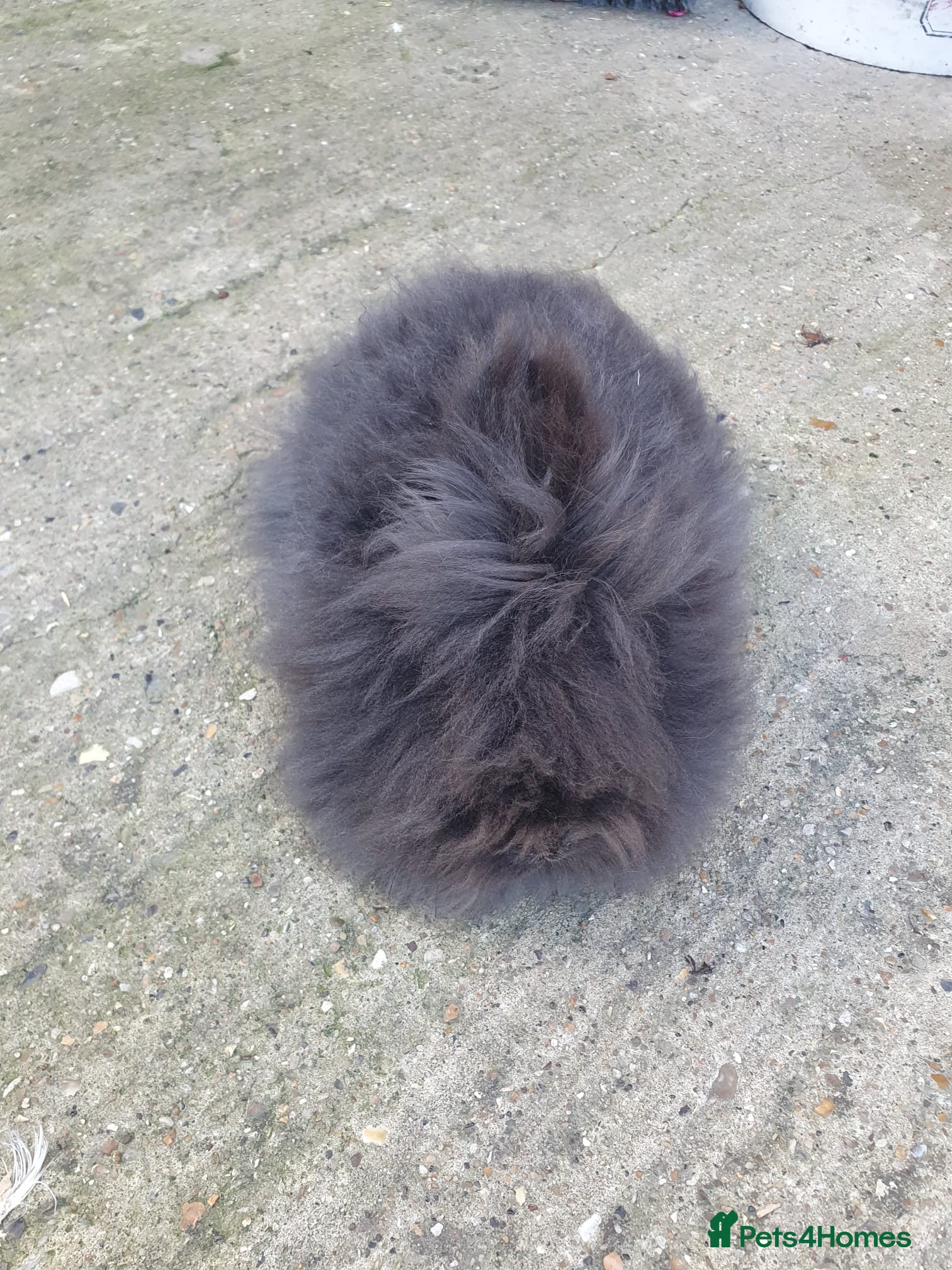 Lionhead rabbits Pure Lionhead Rabbit For Sale - Advert 1