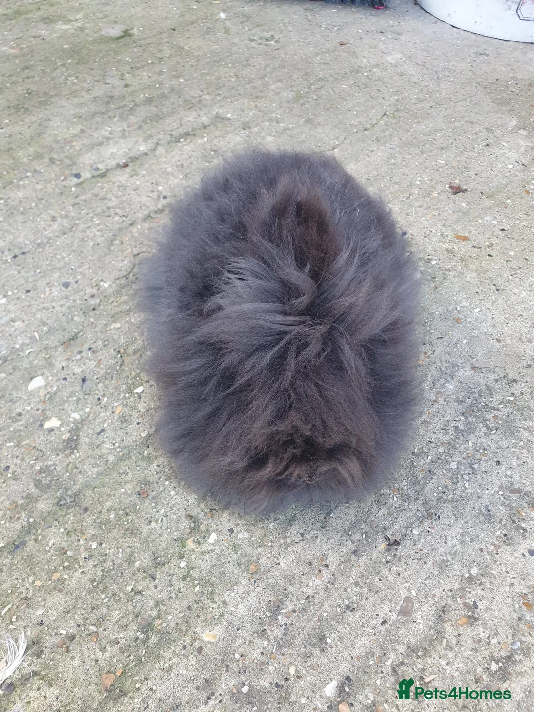 Lionhead rabbits for sale: Pure Lionhead Rabbit For Sale in Luton - Advert 1
