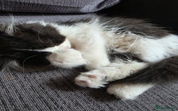 Scottish Fold cats for sale: 5month Scottish Fold - Image 5