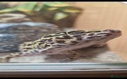 Leopard Gecko reptiles for sale: 5 year old male leopard gecko  - Image 4