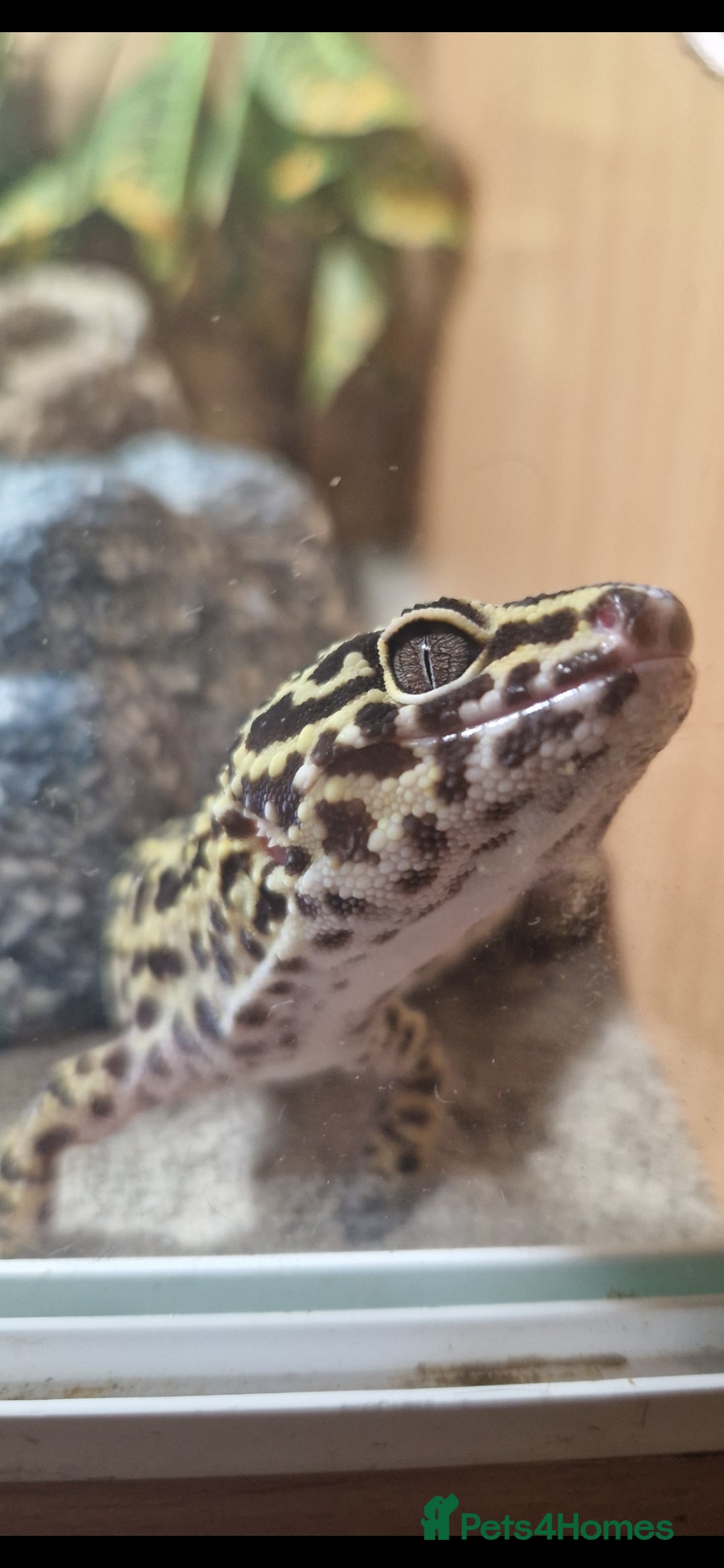 Leopard Gecko reptiles for sale: 5 year old male leopard gecko  - Image 4