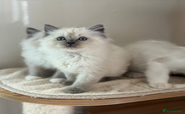 Ragdoll cats - Advert 3